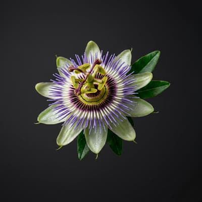Pasiflora