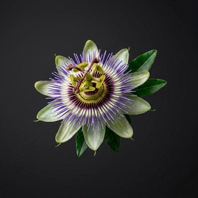Pasiflora