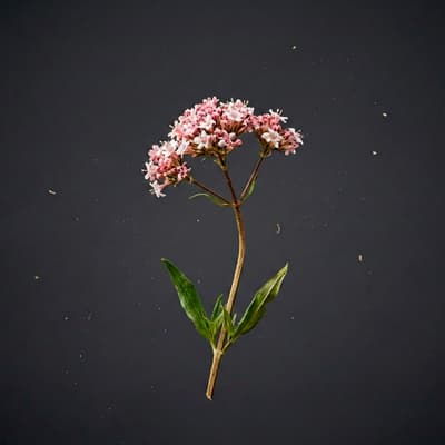 Valeriana