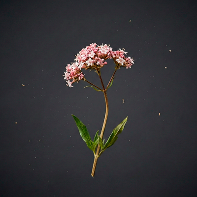 Valeriana